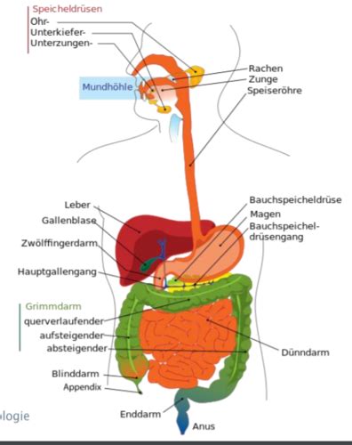 Verdauungstrakt Karteikarten Quizlet