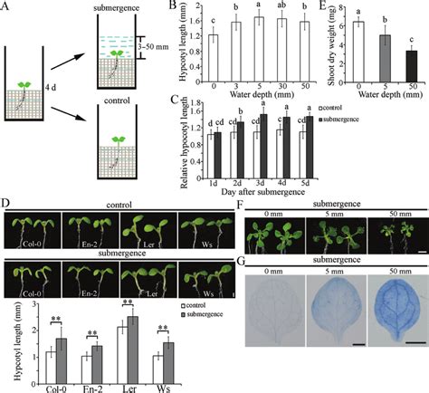 Submergence Induces Hypocotyl Elongation In Arabidopsis A Diagram Of