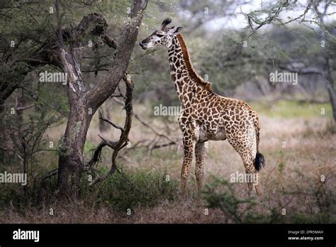 Wild Majestic Baby Maasai Giraffe Eating Leaves In The Savannah In The