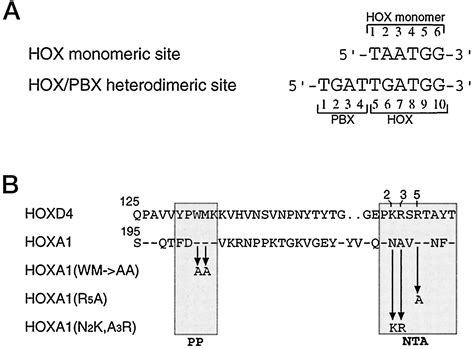 Distinct Hox N Terminal Arm Residues Are Responsible For Specificity Of