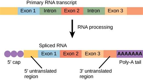 Transcription OpenStax Concepts Of Biology