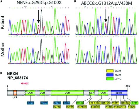 A B Sanger Sequencing Validation Of Nexn Variant And Abcc Variant In