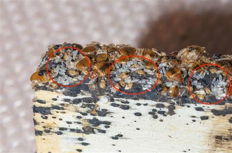 bed bug eggs - Pointe Pest Control: Chicago Exterminator & Pest Control ...