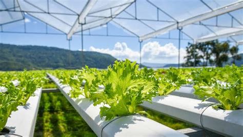 Hydroponic Farming Everything You Need To Know Bizhack Kenya