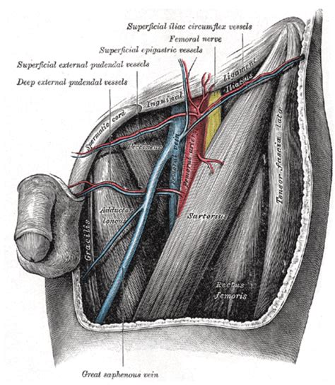 Femoral Pulse Landmark