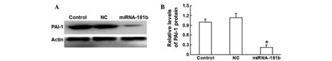 Expression Levels Of Pai 1 Protein In Vsmcs A Western Blot Analysis Download Scientific