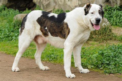 Cane Da Pastore DellAsia Centrale Il Perfetto Cane