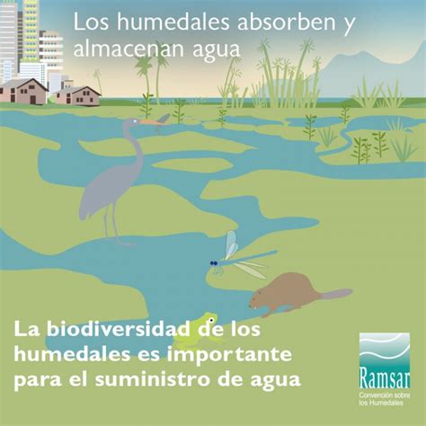 Día Mundial De Los Humedales 2020 Comunidad Planeta Azul