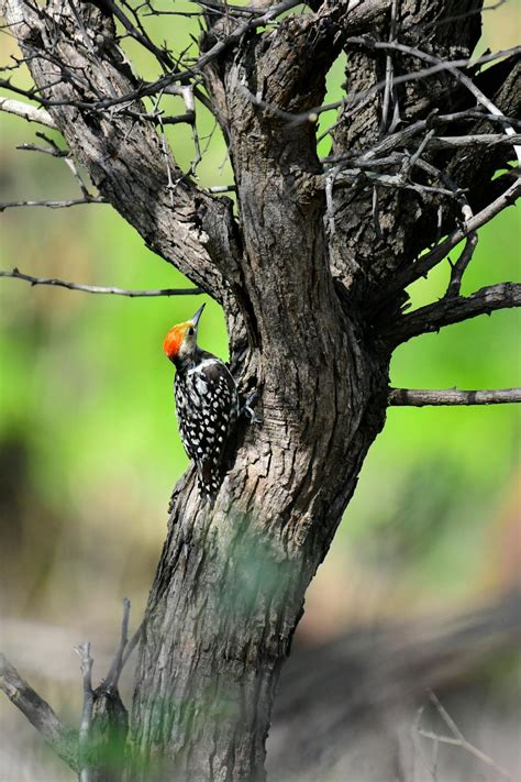 Close Up Photo Of Woodpecker Perched On Tree · Free Stock Photo