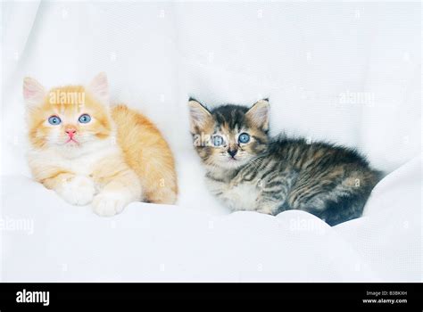 Cute Little Kitten Playing Together Stock Photo Alamy