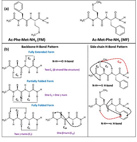 A Model Peptides N Acetyl L Phenylalaninyl L Methionine Amide Fm Download Scientific