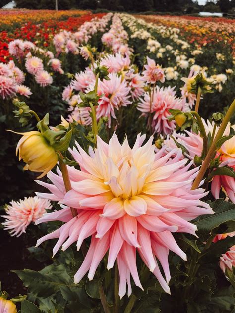 Dahlia Season — The Arbos Summer Plants Dahlia Little Garden