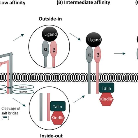 Schematic Illustration Of Integrin Activation A Integrins Are