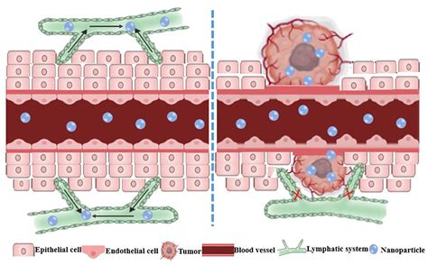 Frontiers Recent Progress On The Synergistic Antitumor Effect Of A