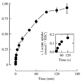 Time Course Of Uptake Of Mmoll Pyruvate By Carp Red Blood Cells