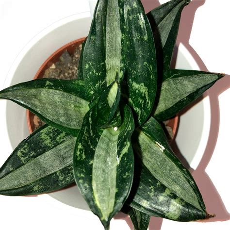 Mini Espada São Jorge Ogum Sansevieria Hahnii Muda Rara Elo7