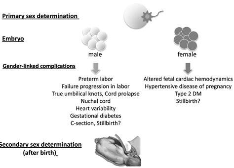 Primary Sex Rate Is Determined At Birth However Along Gestation Download Scientific Diagram