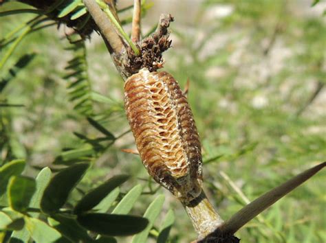 Praying Mantis Egg Sack Project Noah