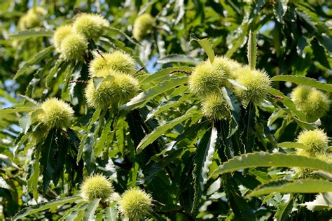 EVENTO Le Frane E Le Sorti Della Castanicoltura Agronomia AgroNotizie