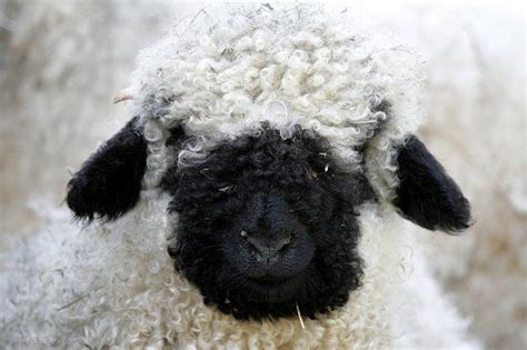 Blacknose Sheep closeup More Sheep Farm, Cute Sheep, Sheep House ...