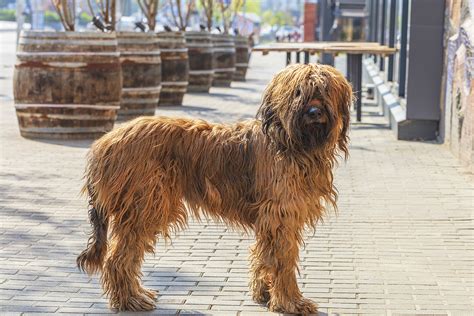 Briard - breed profile, info and facts | DogsGossip.com