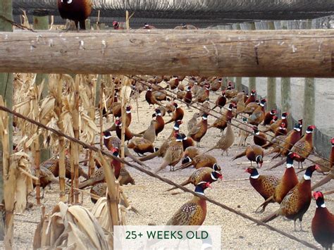 Our Pheasants Gisi Pheasant Farms