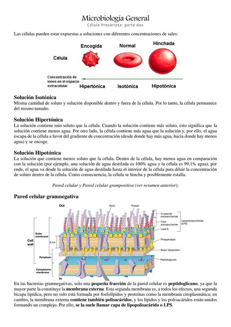 SOLUTION Celulas Procariotas Bacterias Y Archeas Membranas Studypool