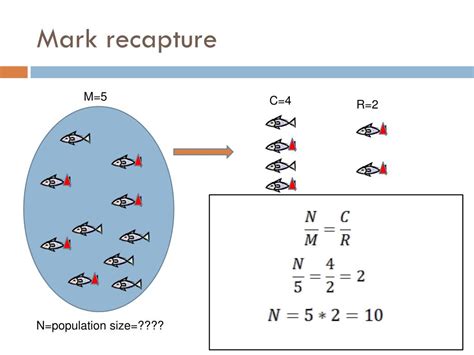 Ppt Population Dynamics Powerpoint Presentation Free Download Id