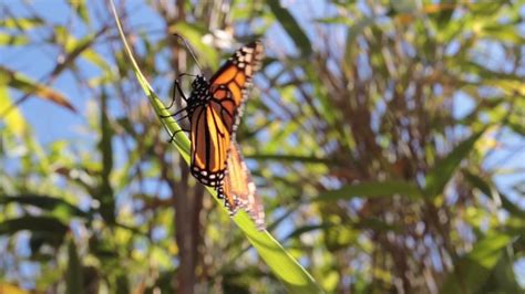 Butterfly Flapping its Wings On Stock Footage Video (100% Royalty-free ...