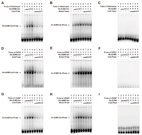 Direct Binding Of The Scr Protein To The CREs In The Promoters Of Genes