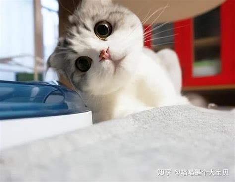 猫咪为什么一直盯着你看，不是因为你好看，而是这些原因 知乎