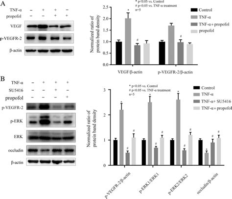 The VEGF VEGFR 2 Signaling Pathway Was Involved In The Effects Of