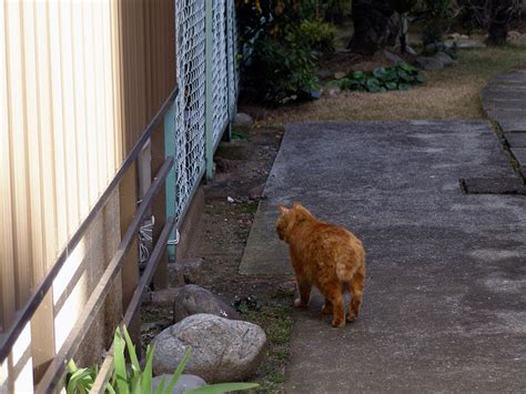 町猫は歩く 町猫 旅猫 猫は何処にでもいるよ