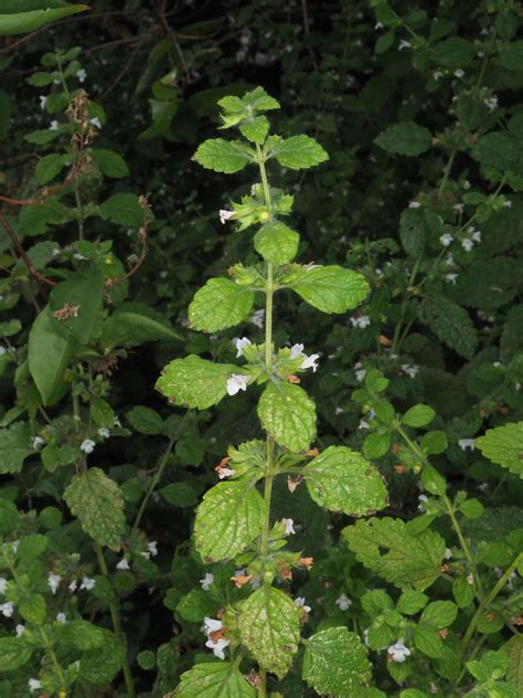 Melissa Officinalis L Plants Of The World Online Kew Science