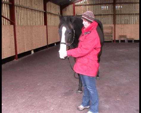How to do Equine Breathing - the natural way to help horses