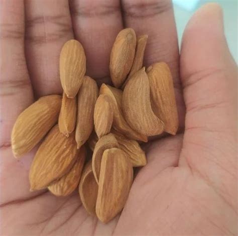 Whole Irani Mamra Almond A At Rs Kg In Bengaluru Id