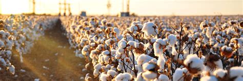 Cotton Cultivation