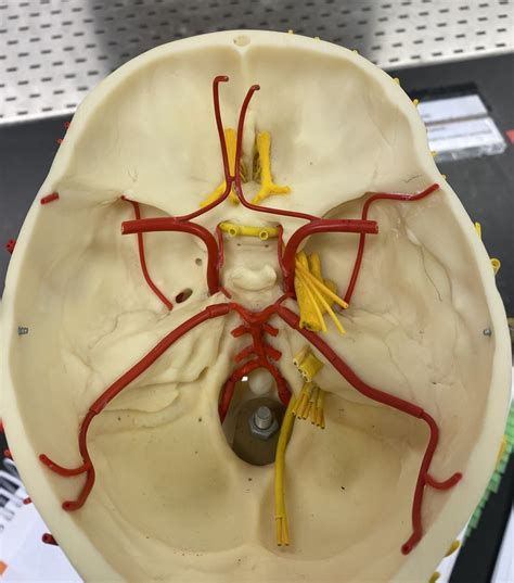 Circle Of Willis Cerebral Arterial Circulation Diagram Quizlet