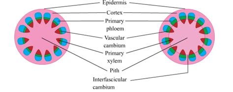 What Are Fascicular Vascular Cambium Interfascicular Vascular Cambium