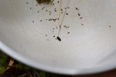 Pawpaw Ecological Survey In Michigan