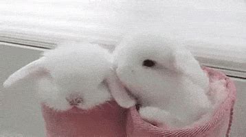 Sweet Kisses Bunnies GIF - Find & Share on GIPHY