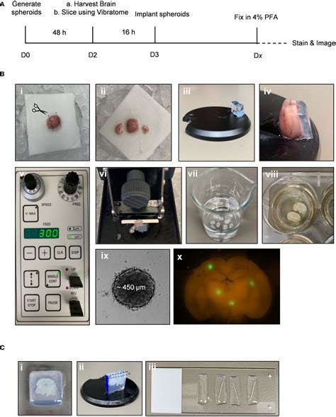 Frontiers Development And Validation Of An Advanced Ex Vivo Brain