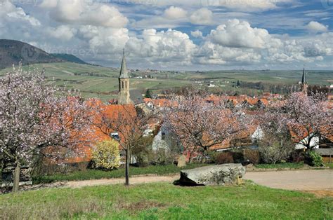 Springtime With Almond Blossom In Palatinate Wine Region Germany