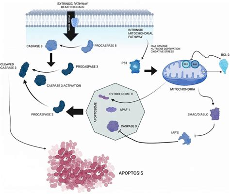 Caspase 3 Pathway The Apoptotic Process Can Be Triggered By External