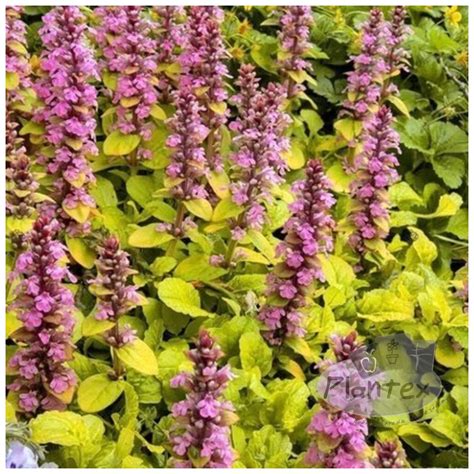 Ajuga reptans ´Gold Chang´ (Zbehovec) | Záhradníctvo KaK