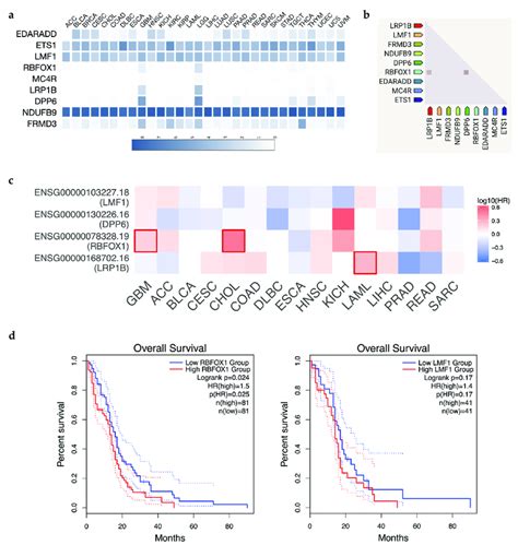 High Rbfox And Lmf Expression Is Associated With Worse Prognosis In