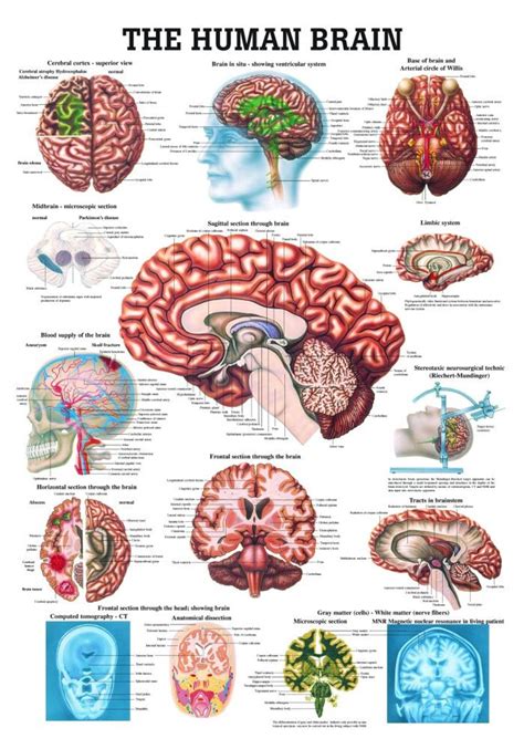 Human Brain Poster - Clinical Charts and Supplies