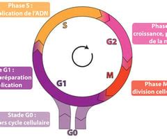 Svt Th Me R Plication De L Adn Et Divisions Cellulaire Eucaryotes