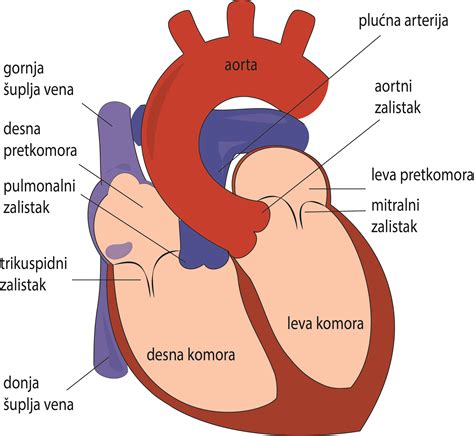 Dissipation Gegenstück Mischung prosirena aorta na srcu simptomi