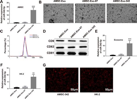 Transfer Of AMSC Exo Mediated MiR 342 5p Into HK 2 Cells Notes After